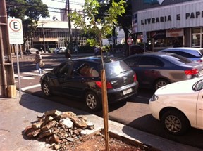 Prefeitura de Maringá está tendo que quebrar calçada para replantar árvores na área central